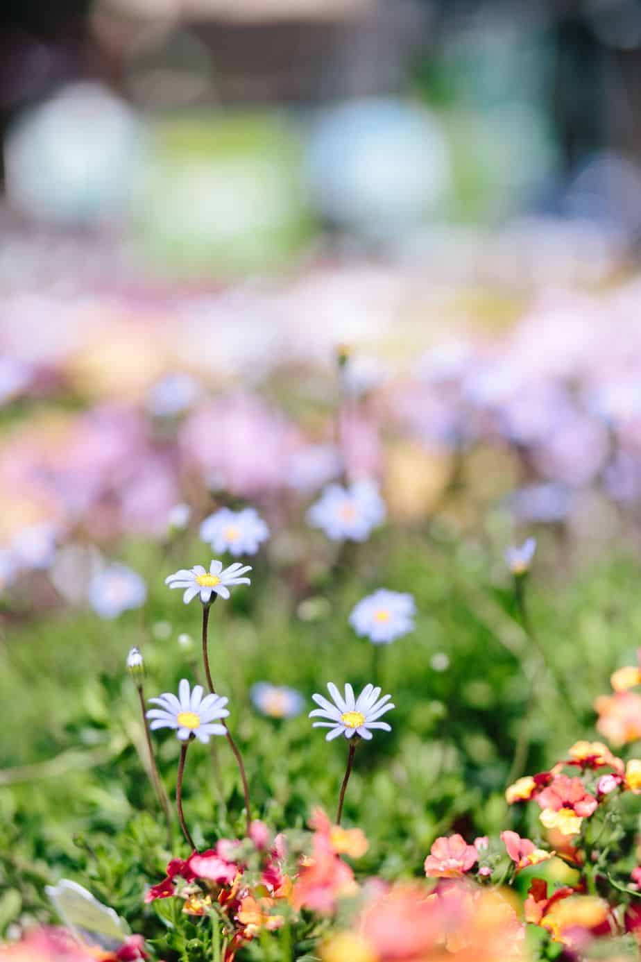Loving and Living Spring