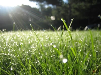 dew