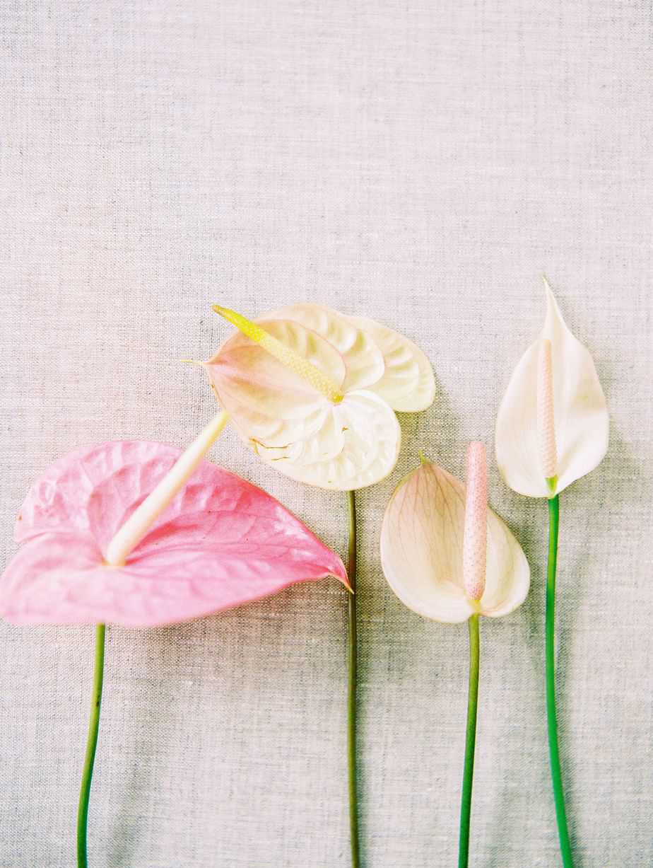 lily